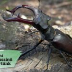 mi sokszínű kertünk kampány