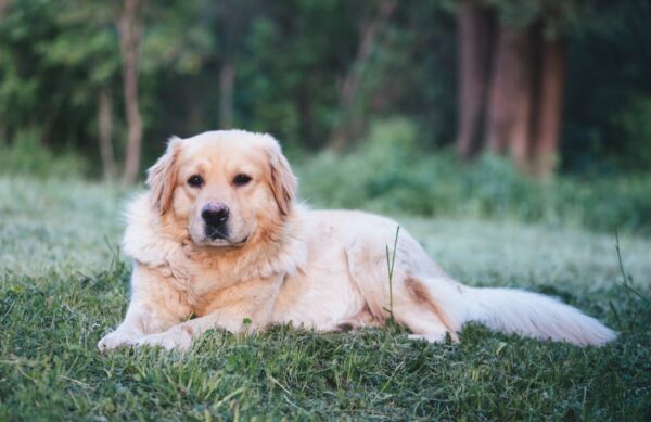 kutya hullik a szőre