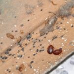 Ágyi poloskák búvóhelye