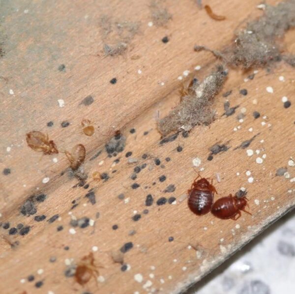 Ágyi poloskák búvóhelye