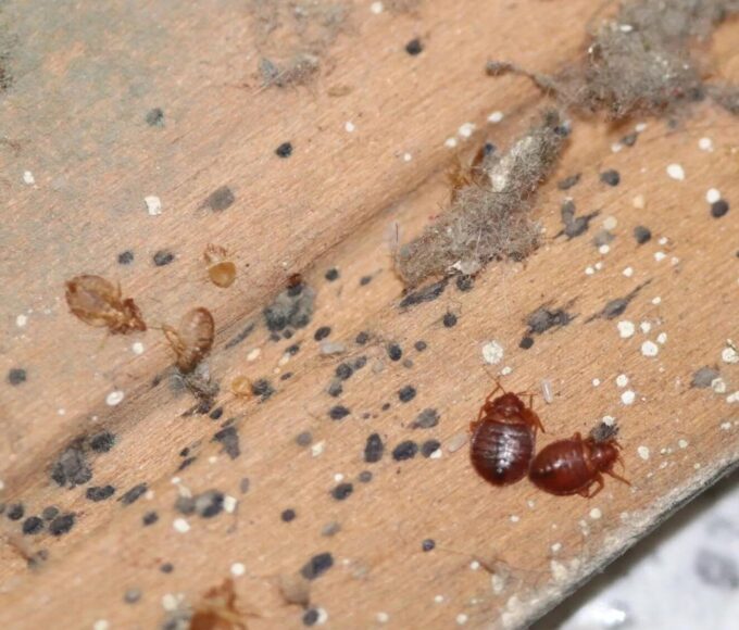 Ágyi poloskák búvóhelye