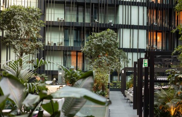 zöld terek betléri növények